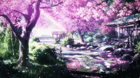 sakura gif|sakura gif background.